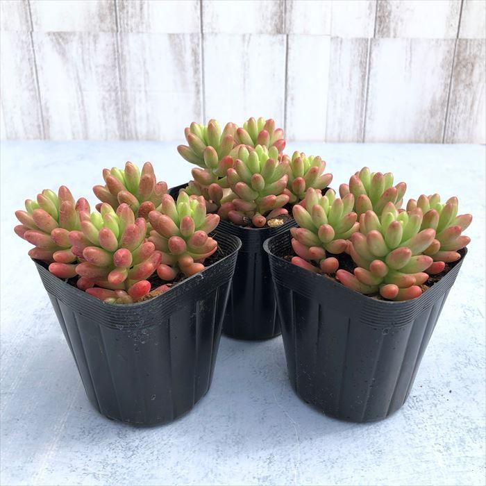多肉植物 セダム オーロラ 7.5cmポット 観葉植物 インテリア sbs
