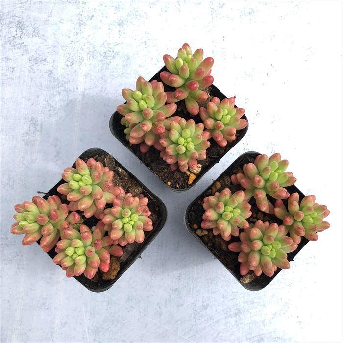 多肉植物 セダム オーロラ 7.5cmポット 観葉植物 インテリア sbs