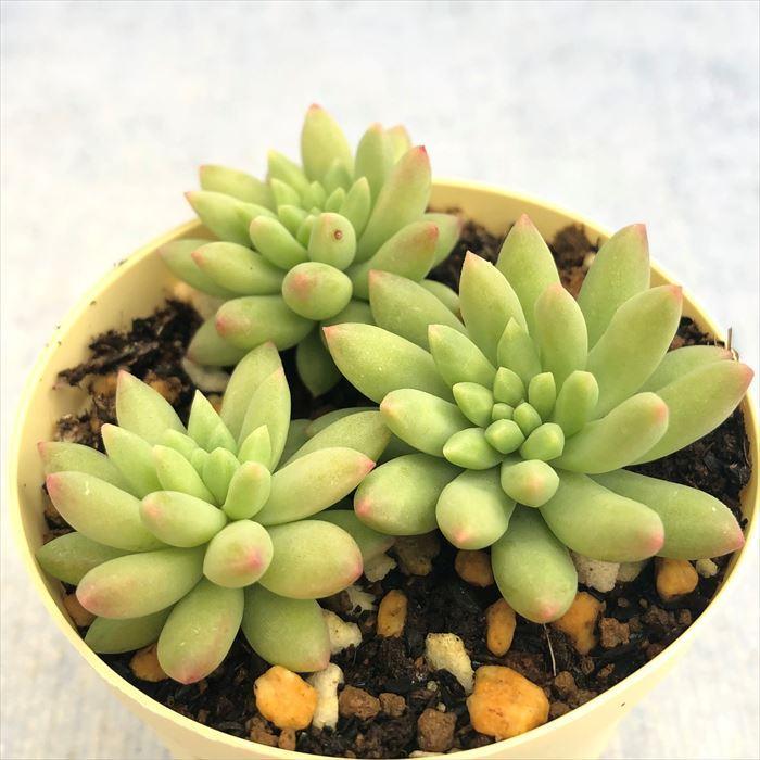 148円 超目玉枠 多肉植物 セダム ピンクベリー 6cmポット 観葉植物 インテリア Ejr