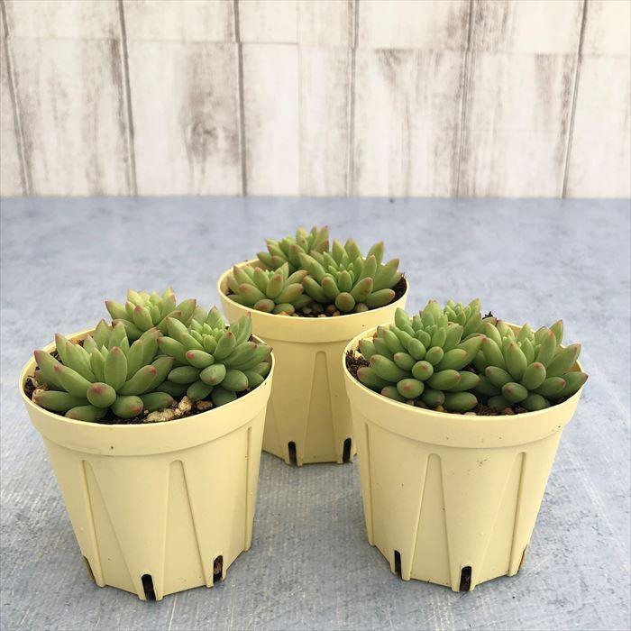 お洒落 多肉植物 セダム ピンクベリー 6cmポット 観葉植物 インテリア Ejr Wantannas Go Id