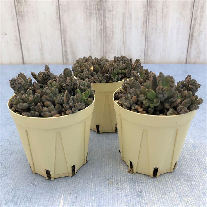 多肉植物 カランコエ ばらまき不死鳥モンスト 52 Off 6cmポット インテリア 観葉植物 Ejr