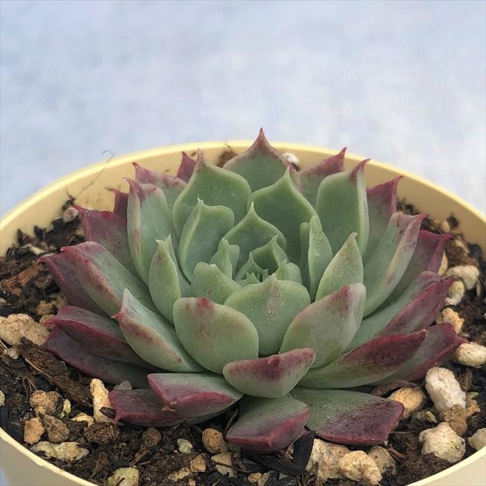 報いる 混合 レジデンス 愛知 県 観葉 植物 販売 Slupper Jp