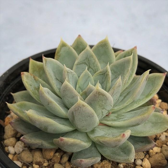 多肉植物 エケベリア シズベリー 9cmポット 観葉植物 インテリア yos