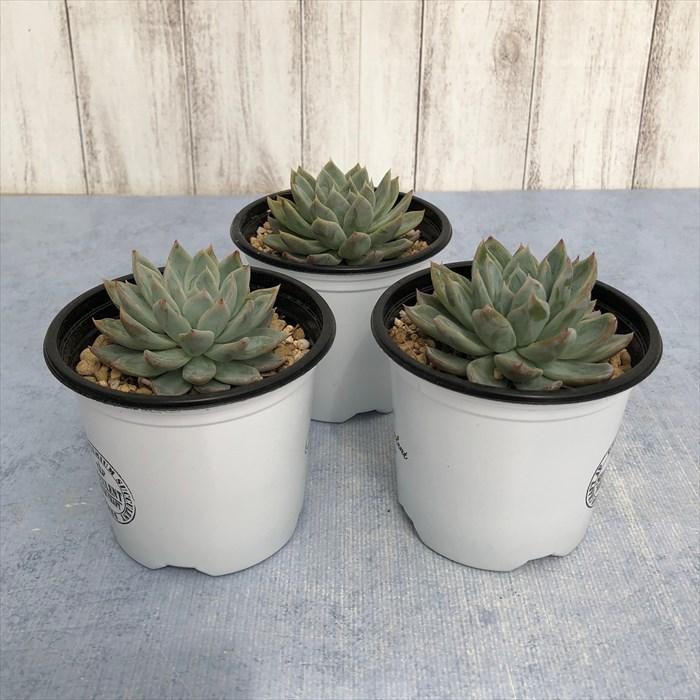 多肉植物 エケベリア シズベリー 9cmポット 観葉植物 インテリア yos