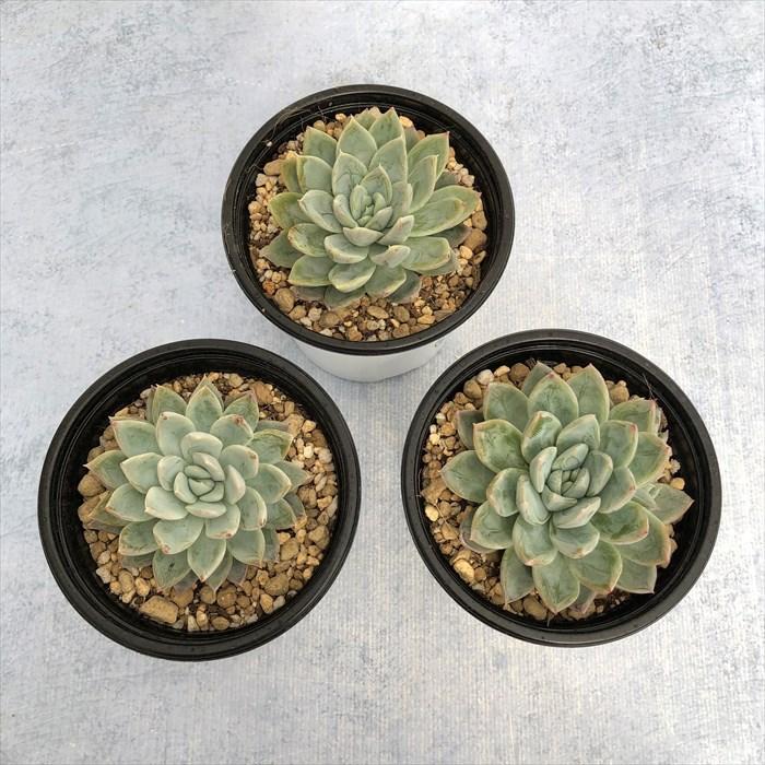 多肉植物 エケベリア シズベリー 9cmポット 観葉植物 インテリア yos