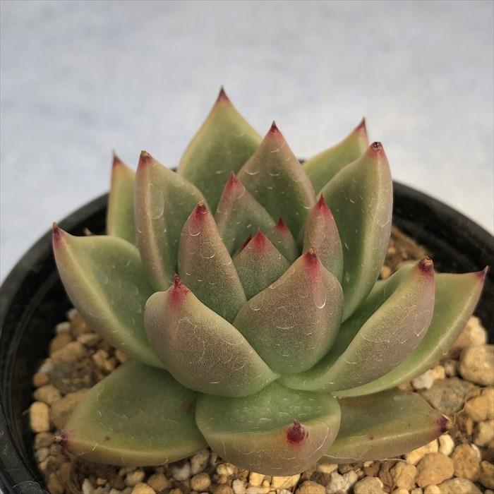 宅配便送料無料 多肉植物 エケベリア ジャイアントピンク 9cmポット 観葉植物 インテリア Yos