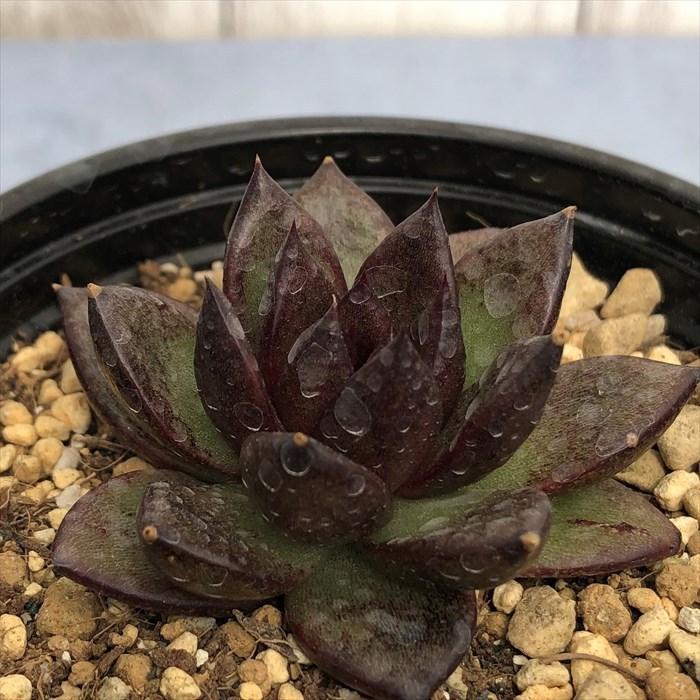 多肉植物 エケベリア チョコゼリー 9cmポット 観葉植物 インテリア yos