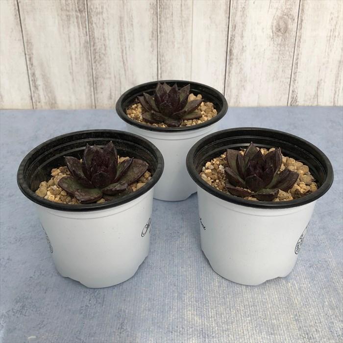 多肉植物 エケベリア チョコゼリー 9cmポット 観葉植物 インテリア yos