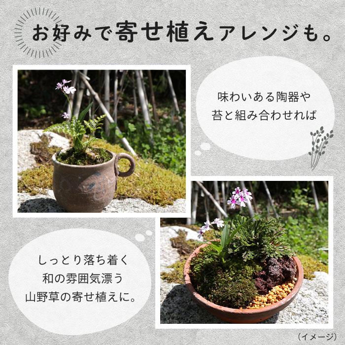 まもなく予約締切】【予約販売】送料無料 オオイワチドリ 紫宝 球根 5