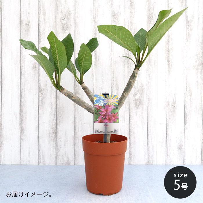 プルメリア エピック 5号鉢 鉢花 熱帯植物 ハワイ タヒチ : レイテスト