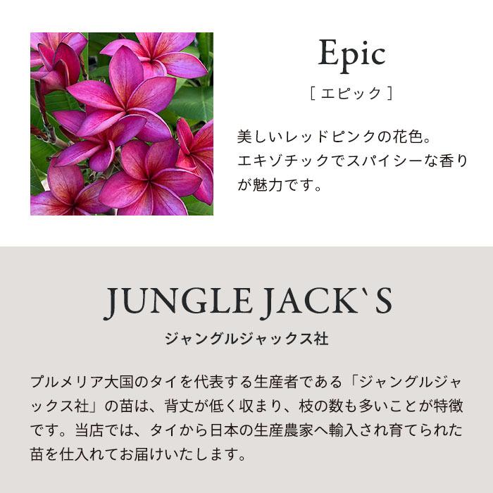 プルメリア エピック 5号鉢 鉢花 熱帯植物 ハワイ タヒチ : レイテスト