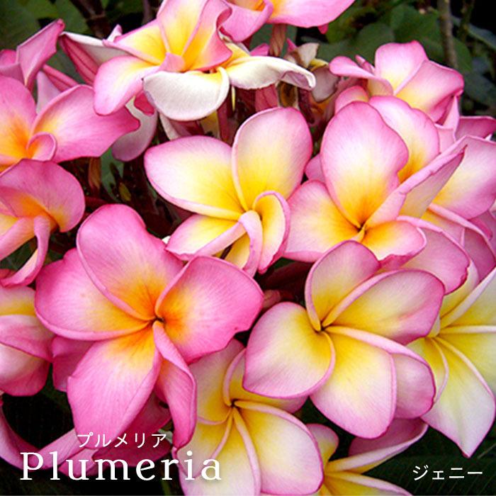 新製品情報も満載 送料無料 プルメリア レッドジャック 5号鉢 鉢花 熱帯植物 ハワイ タヒチ Qdtek Vn