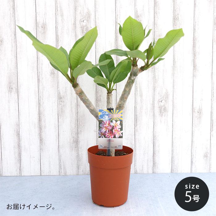 送料無料 プルメリア ディバイン 5号鉢 鉢花 熱帯植物 ディヴァイン