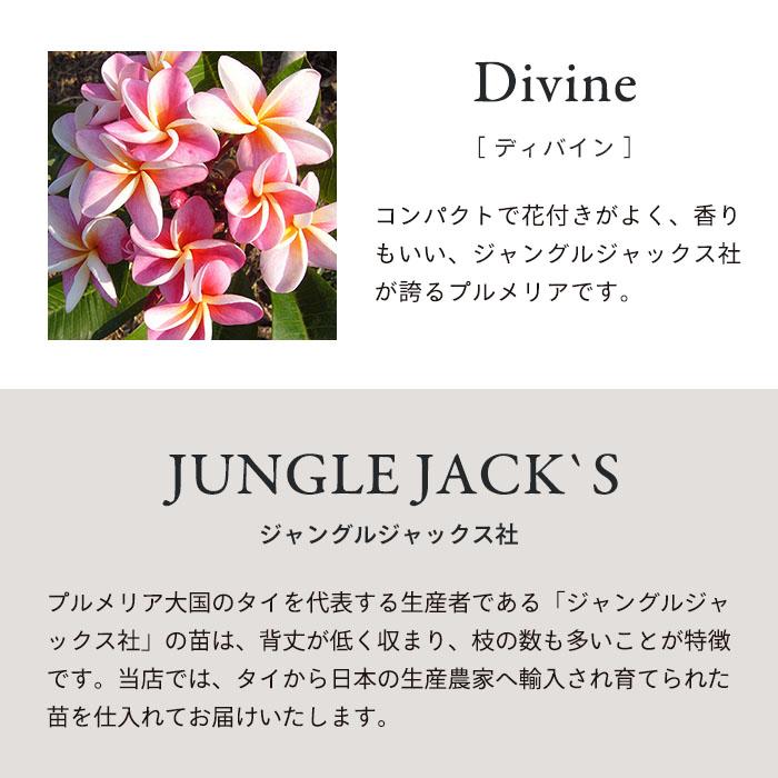 送料無料 プルメリア ディバイン 5号鉢 鉢花 熱帯植物 ディヴァイン