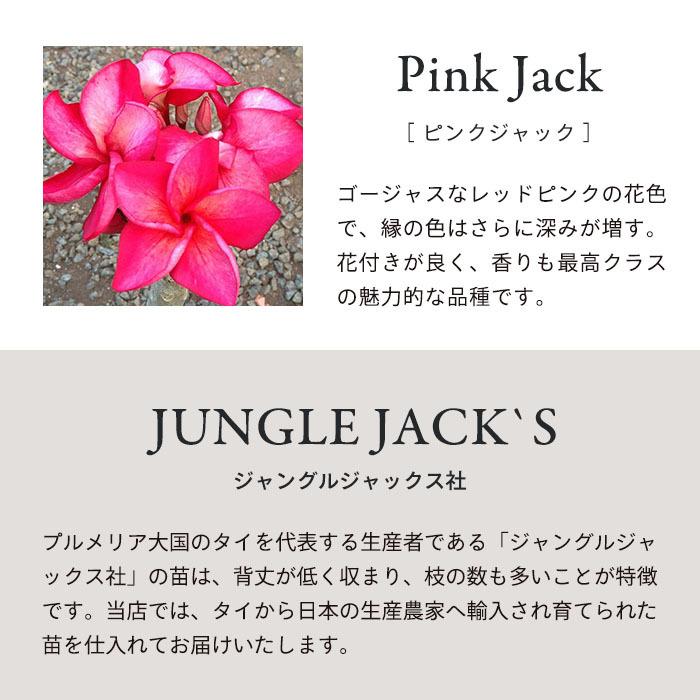 プルメリア ピンクジャック 5号鉢 鉢花 熱帯植物 ハワイ タヒチ : レイ