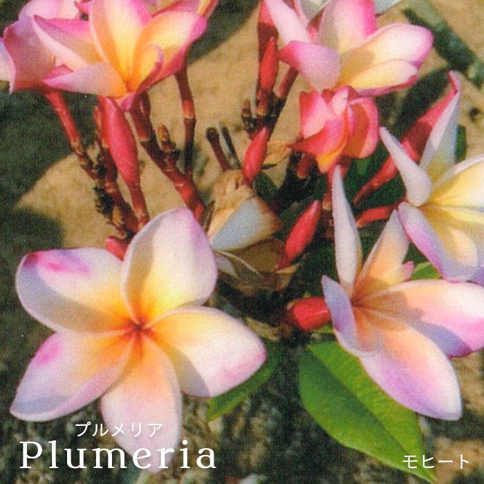 プルメリア モヒート 5号鉢 鉢花 熱帯植物 ハワイ タヒチ : レイテスト