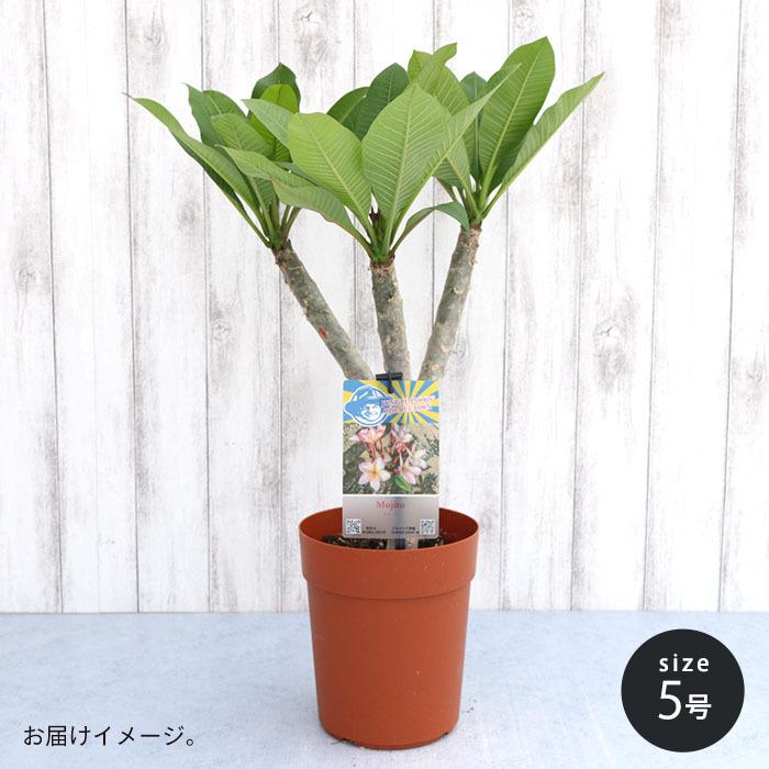 プルメリア モヒート 5号鉢 鉢花 熱帯植物 ハワイ タヒチ : レイテスト