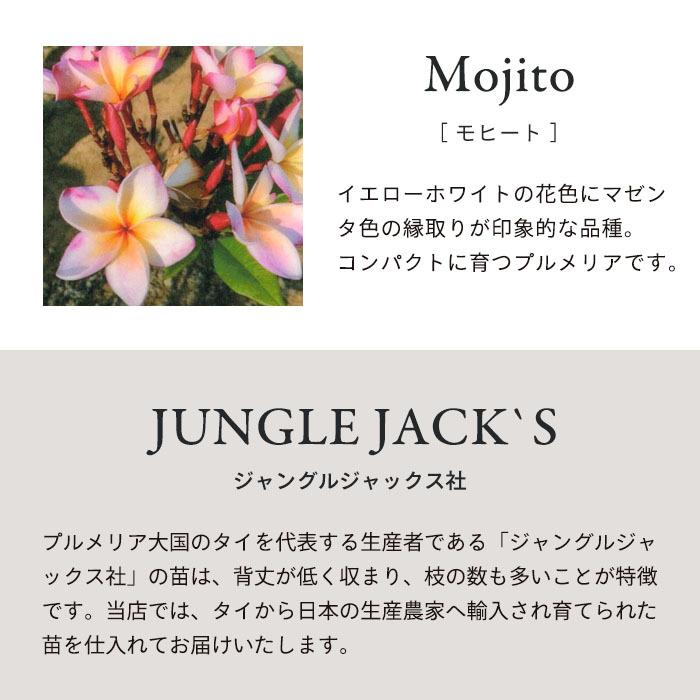 プルメリア モヒート 5号鉢 鉢花 熱帯植物 ハワイ タヒチ : レイテスト