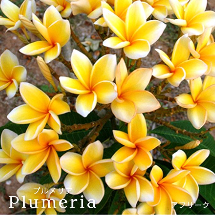 新製品情報も満載 送料無料 プルメリア レッドジャック 5号鉢 鉢花 熱帯植物 ハワイ タヒチ Qdtek Vn