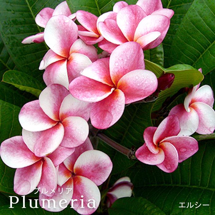 プルメリア エルシー 4号鉢 鉢花 熱帯植物 ハワイ タヒチ L レイテストプランツ 通販 Yahoo ショッピング