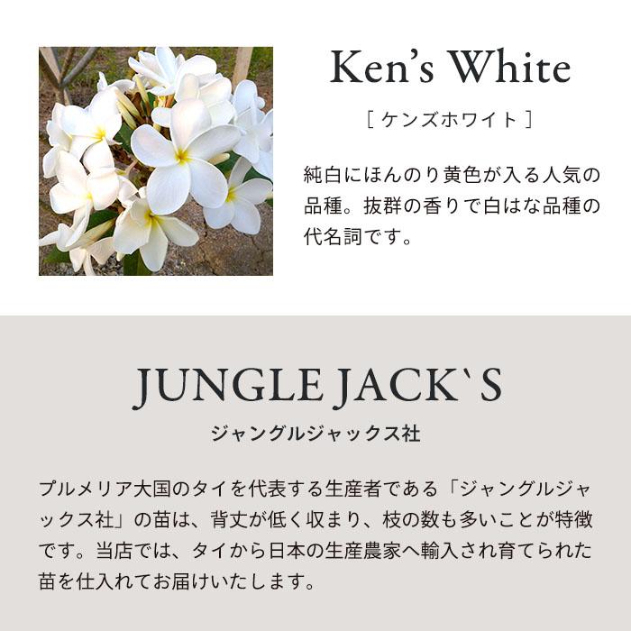 ハワイ産白プルメリア五本仕立