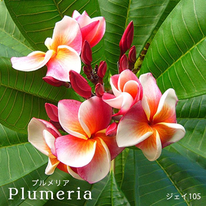 プルメリア ジェイ105 4号鉢 鉢花 熱帯植物 ハワイ タヒチ L レイテストプランツ 通販 Yahoo ショッピング