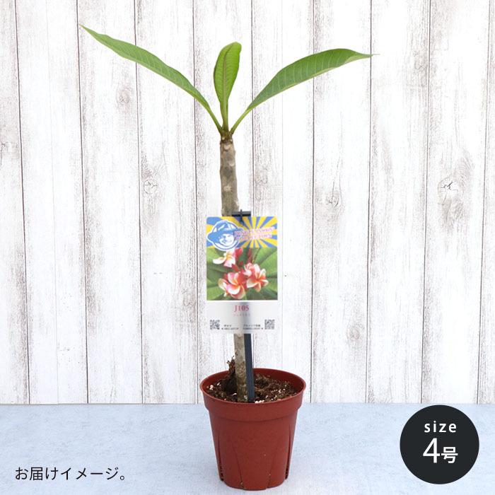 送料無料 プルメリア 5号鉢 カリフォルニアサンセット タヒチ ハワイ 熱帯植物 鉢花 ふるさと割 カリフォルニアサンセット