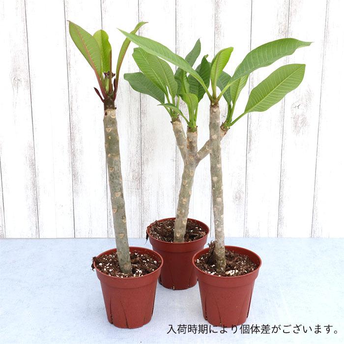 送料無料 プルメリア 5号鉢 カリフォルニアサンセット タヒチ ハワイ 熱帯植物 鉢花 ふるさと割 カリフォルニアサンセット