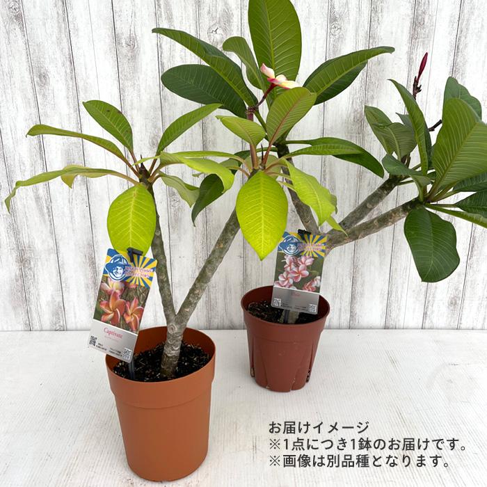 プルメリア ジェイ105 5号鉢 鉢花 熱帯植物 ハワイ タヒチ : レイ