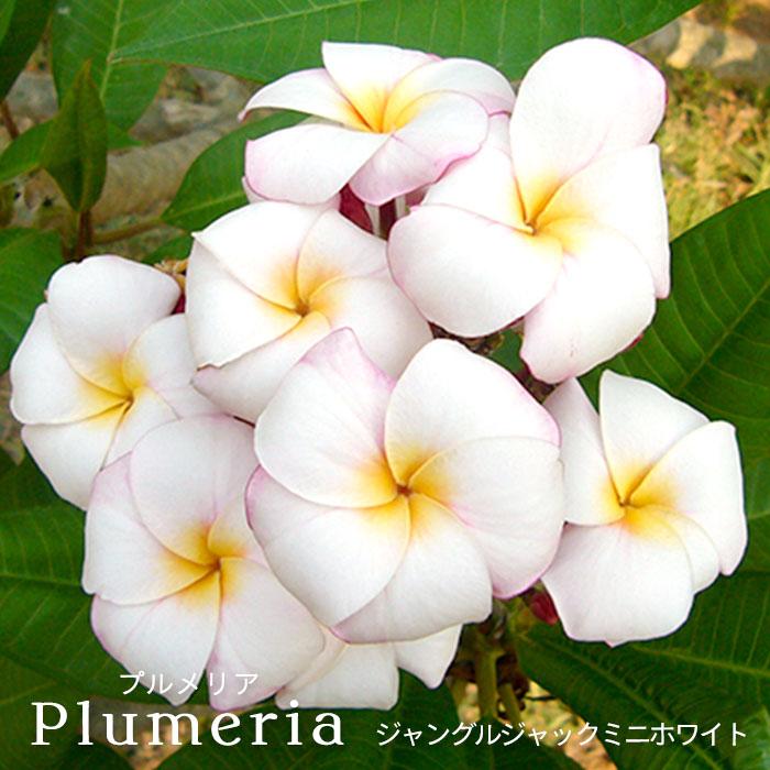 プルメリア ジャングルジャックミニホワイト 4号鉢 鉢花 熱帯植物 ハワイ タヒチ L レイテストプランツ 通販 Yahoo ショッピング