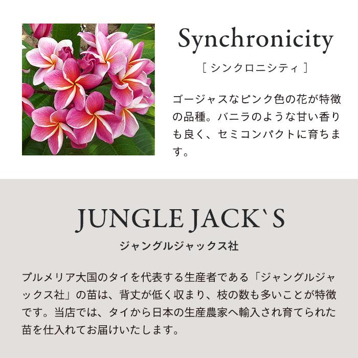 ②番 特大 プルメリア ジャングルジャックス シンクロニシティー