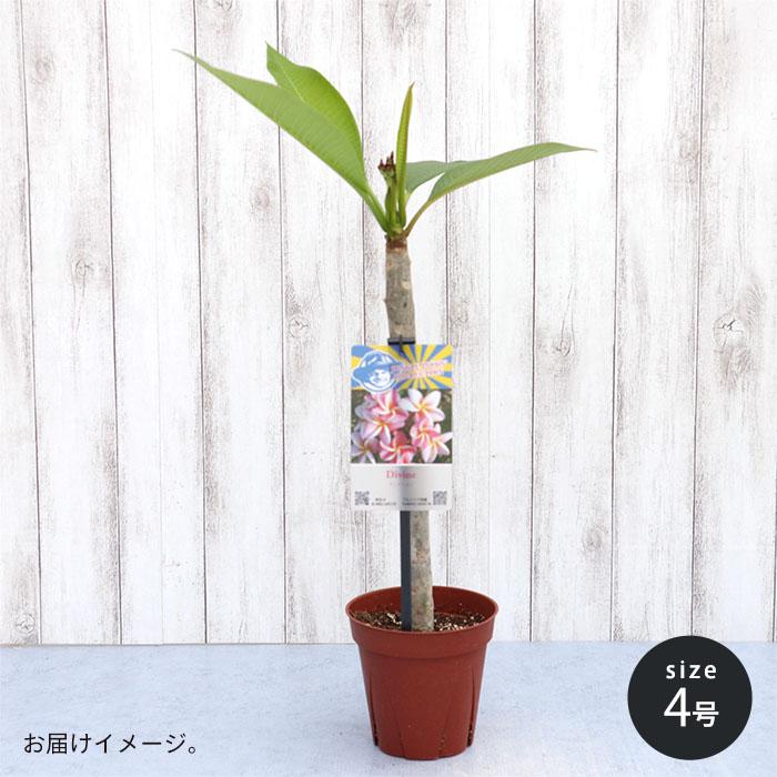 プルメリア ディバイン 4号鉢 鉢花 熱帯植物 ディヴァイン ハワイ