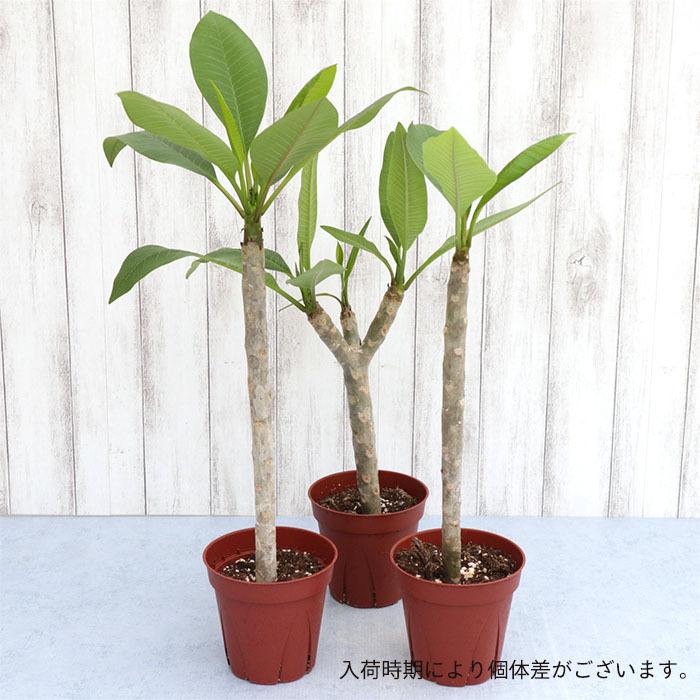 お買得 ハワイ 鉢花 タヒチ 4号鉢 熱帯植物 品種おまかせ3鉢セット