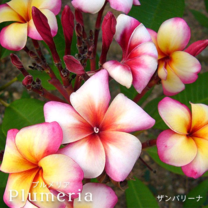 新製品情報も満載 送料無料 プルメリア レッドジャック 5号鉢 鉢花 熱帯植物 ハワイ タヒチ Qdtek Vn