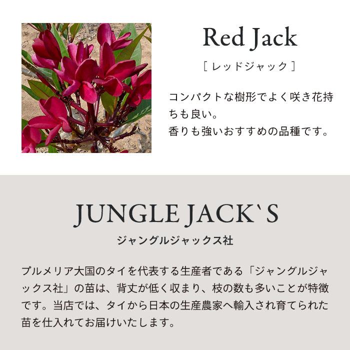 最終値下げ】プルメリア レッドジャック 【公式通販】