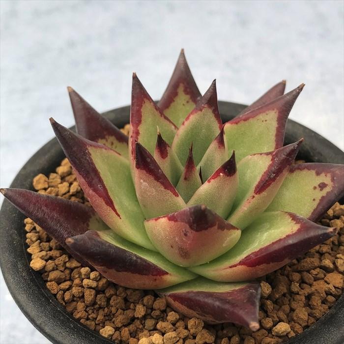 多肉植物エボニー 【公式通販】