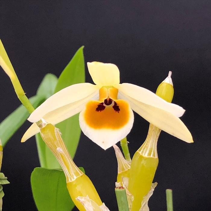 予約販売】 洋ラン【開花見込株】デンドロビウム（デンドロビューム
