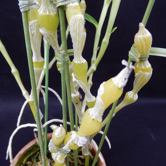 予約販売】 洋ラン【開花見込株】デンドロビウム（デンドロビューム