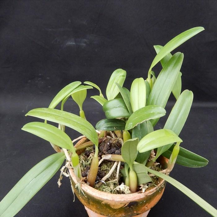 まもなく予約締切】 【予約販売】 洋ラン【開花見込株】バルボフィラム