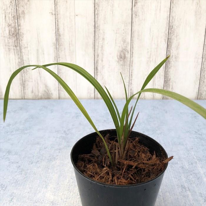 て*す様 アキザキナギラン　野生ラン　山野草 て*す様 アキザキナギラン 野生ラン 山野草