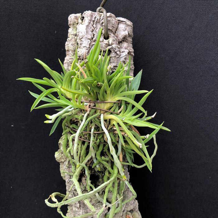 富貴蘭 青龍獅子 コルク板付 フウキラン 風蘭 古典植物 山野草 kos