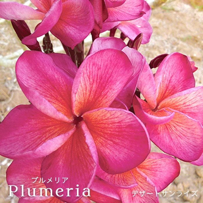 プルメリア デザートサンライズ 4号鉢 鉢花 熱帯植物 ハワイ タヒチ L レイテストプランツ 通販 Yahoo ショッピング