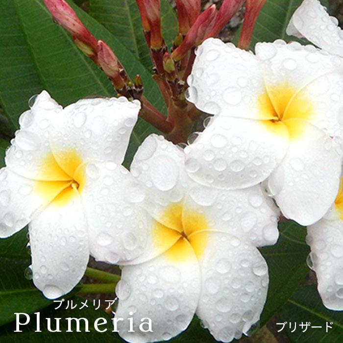 プルメリア ブリザード 5号鉢 鉢花 熱帯植物 ハワイ タヒチ : レイ
