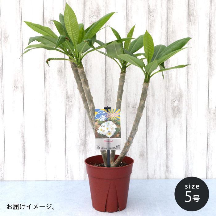 プルメリア ブリザード 5号鉢 鉢花 熱帯植物 ハワイ タヒチ : レイ