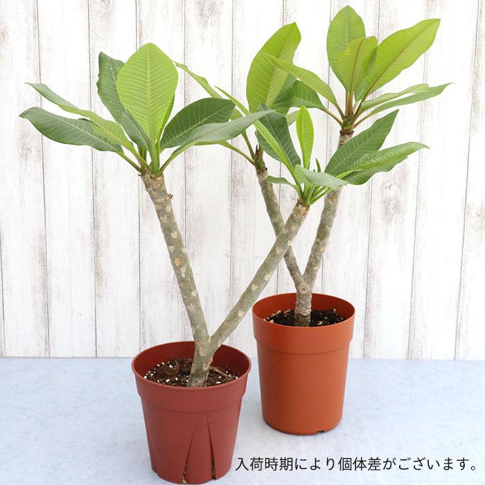 プルメリア ブリザード 5号鉢 鉢花 熱帯植物 ハワイ タヒチ