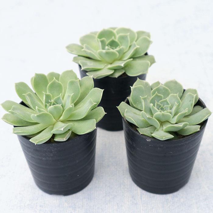 多肉植物 エケベリア ヒアリナサンルイスデラパス 6cmポット 観葉植物 