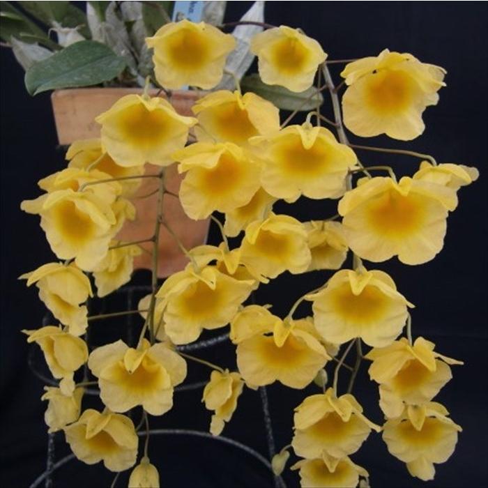 予約販売】 洋ラン【開花見込株】デンドロビウム アグレガタム