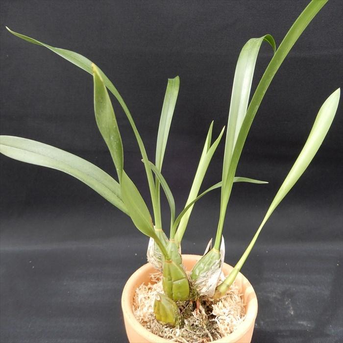 予約販売】 洋ラン【開花見込株】マキシラリア マルギナータ 原種 9cm