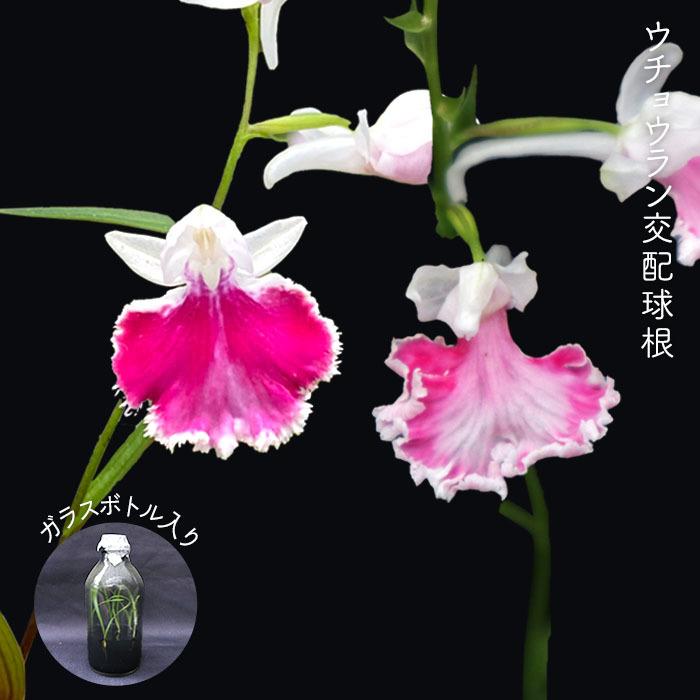 予約販売 送料無料 ウチョウラン 交配球根 No 43 朱花仁王連舌大輪 朱花仁王連舌濃覆輪 ボトル入り 山野草 羽蝶蘭 Bio 2月下旬以降発送 L レイテストプランツ 通販 Yahoo ショッピング