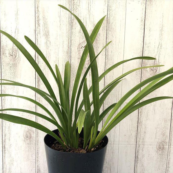 みつばち【キンリョウヘン】10鉢